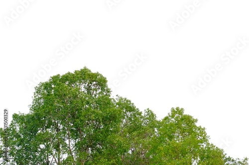 Tall tropical tree leaves with branches on white isolated background for green foliage backdrop and copy space 