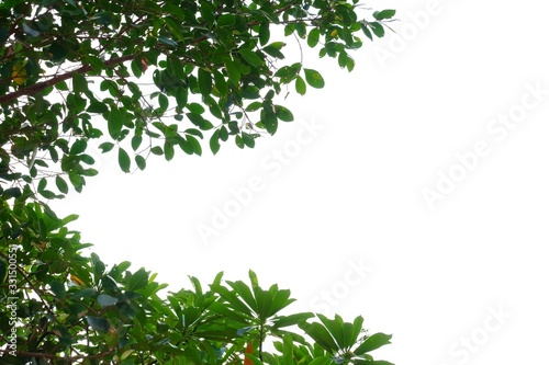 Tropical tree leaves with branches on white isolated background for green foliage backdrop and copy space 