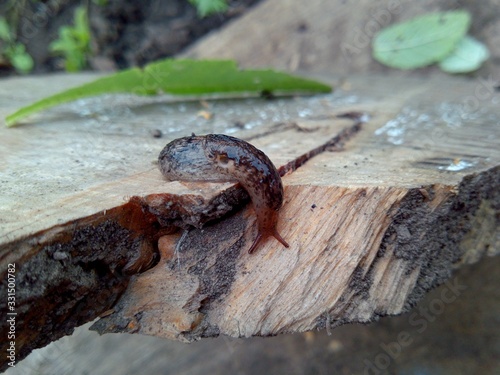a slick and shiny slug crawls along the edge of a broken Board in a macro photo