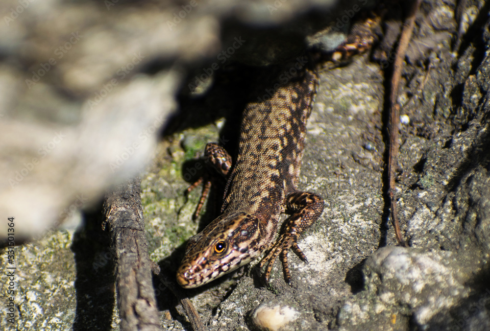 The European lizard looks at the camera. Close up. The European lizard looks at the camera. Close up.