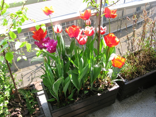 Jardinière de tulipes rouges, roses, mauves et blanches 5 © Christophe Rubin