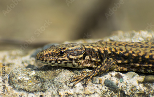 The European lizard heats up in the sun on a stone. Portret. Close up