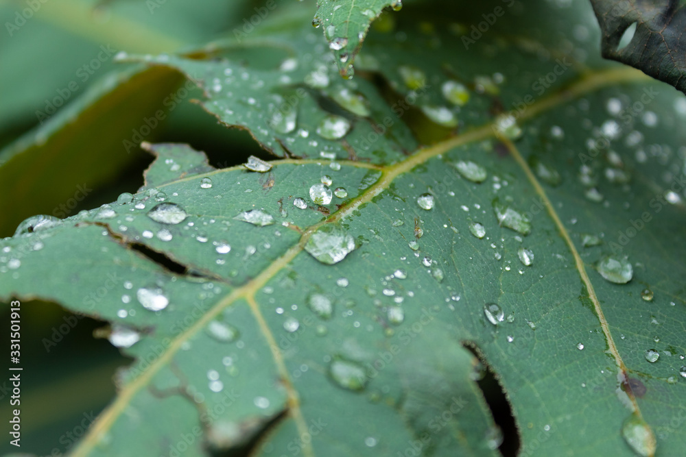 Macro photography to a raindrops over a green leaf in andean rainforest Macro photography to a raindrops over a green leaf in andean rainforest