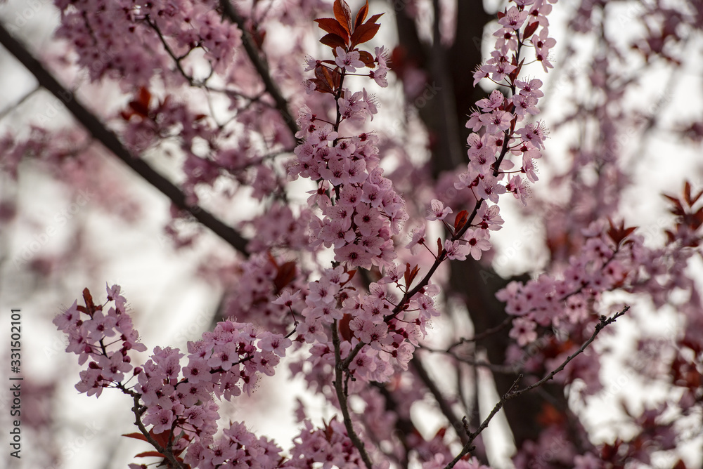 Close up of blossoming almond trees in late winter, early spring. Close up of blossoming almond trees in late winter, early spring.