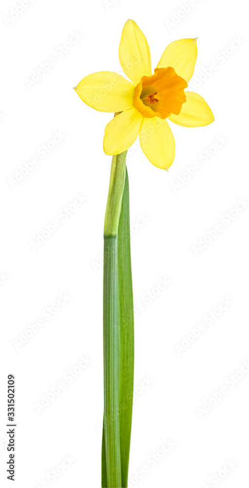 Beautiful narcissus flower isolated over white background Beautiful narcissus flower isolated over white background