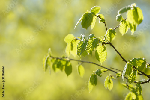 Young tree leaf and bud. New spring foliage appearing on branches. Tree or bush releasing buds. Seasonal forest background.