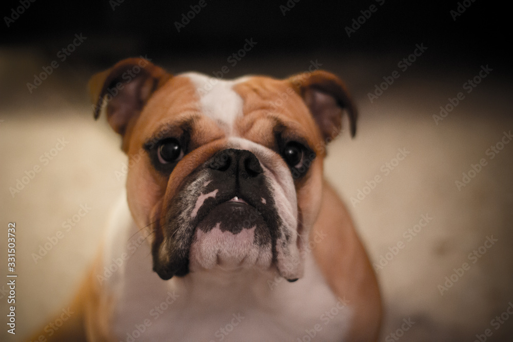 english bulldog in front of black background