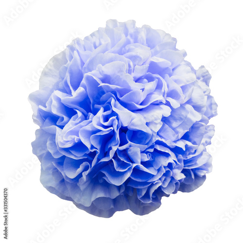 Blue colored peony flower in full bloom isolated on white background.