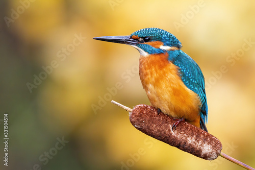 Tela Cute male common kingfisher, alcedo atthis, sitting on bulrush flower in spring at sunrise
