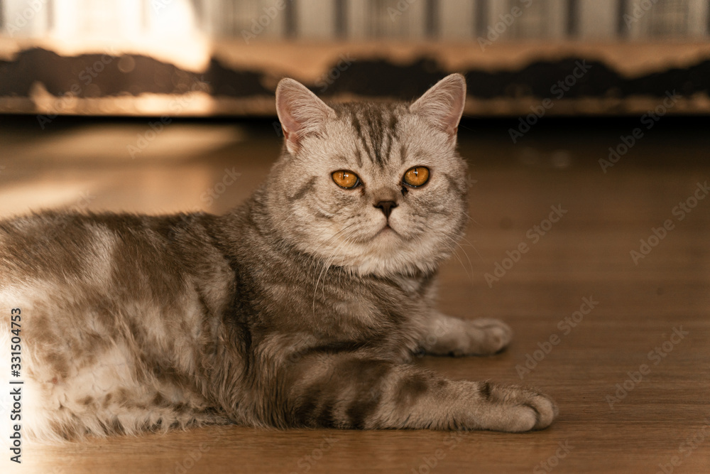 Fototapeta premium british tabby cat with sore sandy eyes
