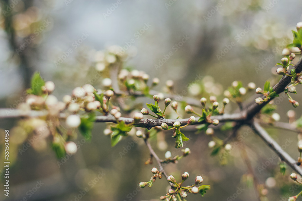 Cherry blossoms in full bloom. Part of the branch. Cherry blossoms in full bloom. Part of the branch.