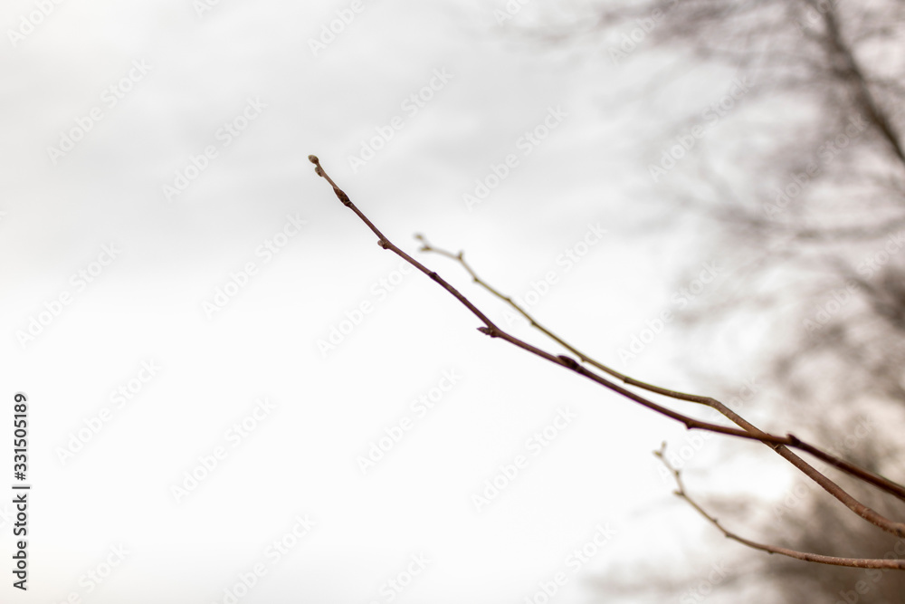Fototapeta premium Tree Branch in Early Spring with Closed Buds