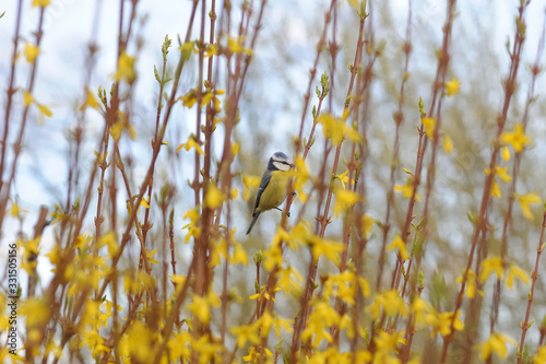 Fototapeta Proud bluetit/nun in the branches of a forsythia with yellow blossoms in spring