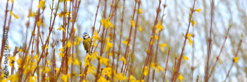 Valokuvatapetti Proud bluetit/nun in the branches of a forsythia with yellow blossoms in spring