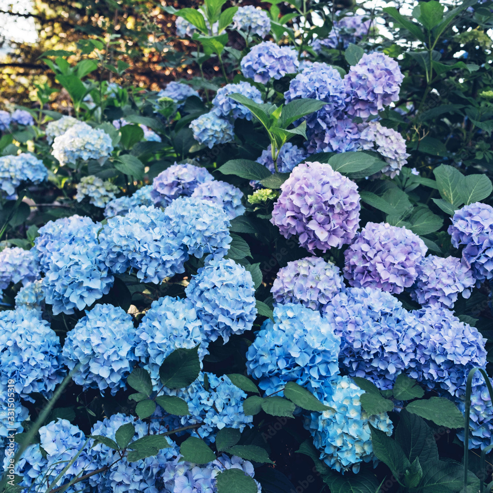 Fresh pastel blue and purple hydrangea flowers in full bloom in the garden.