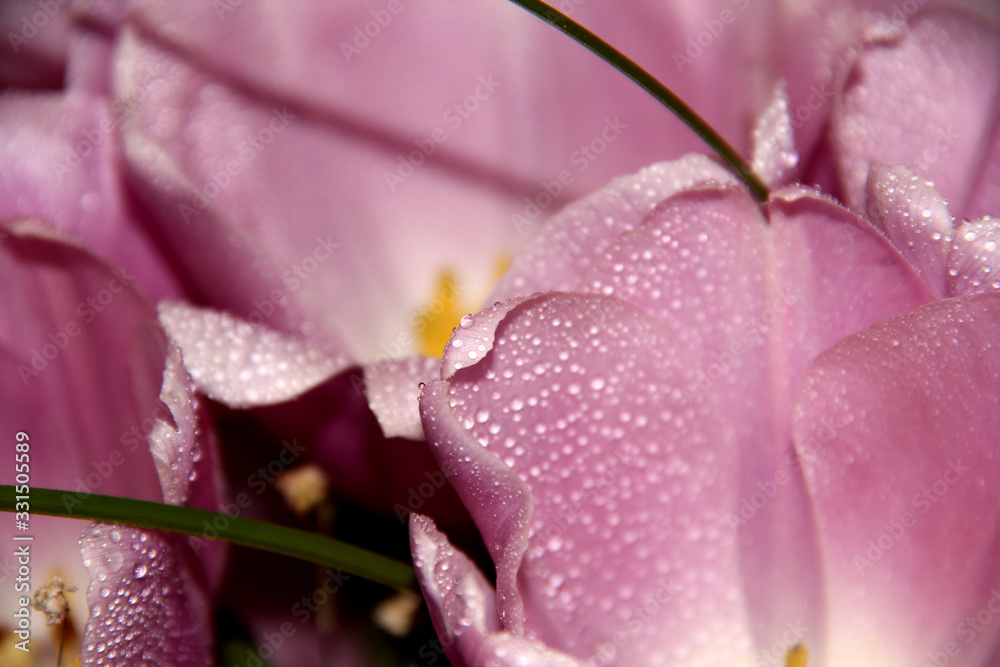 Flower petals in the water droplets. Pink Tulip