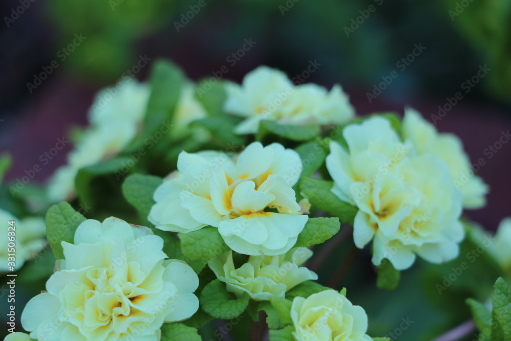 bunte blumen bunte blumen