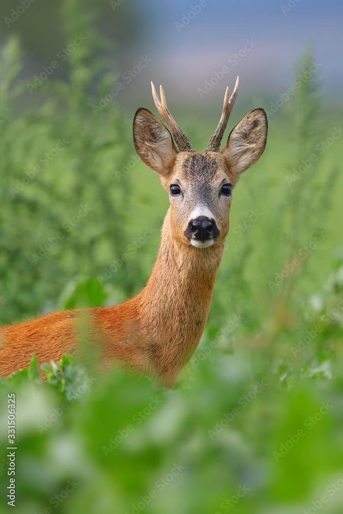 Alert roe deer, capreolus capreolus, buck looking through tall vegetation on green meadow in summer. Vertical close-up of attentive male mammal with antlers on a field in countryside.