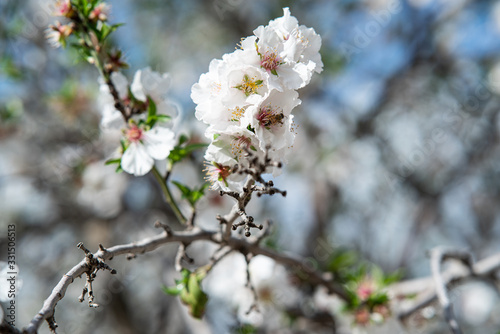 blooming almond tree white flowers