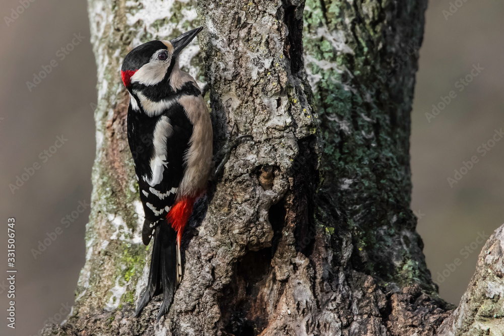 red woodpecker laid on a branch in tuscany red woodpecker laid on a branch in tuscany