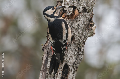 red woodpecker laid on a branch in tuscany