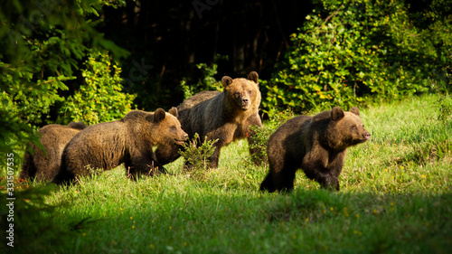 brown bear  ursus arctos  family with dangerous mother and young cubs approaching in spring at sunset. Group of wild mammal with fur walking on fresh green glade on sunny day.