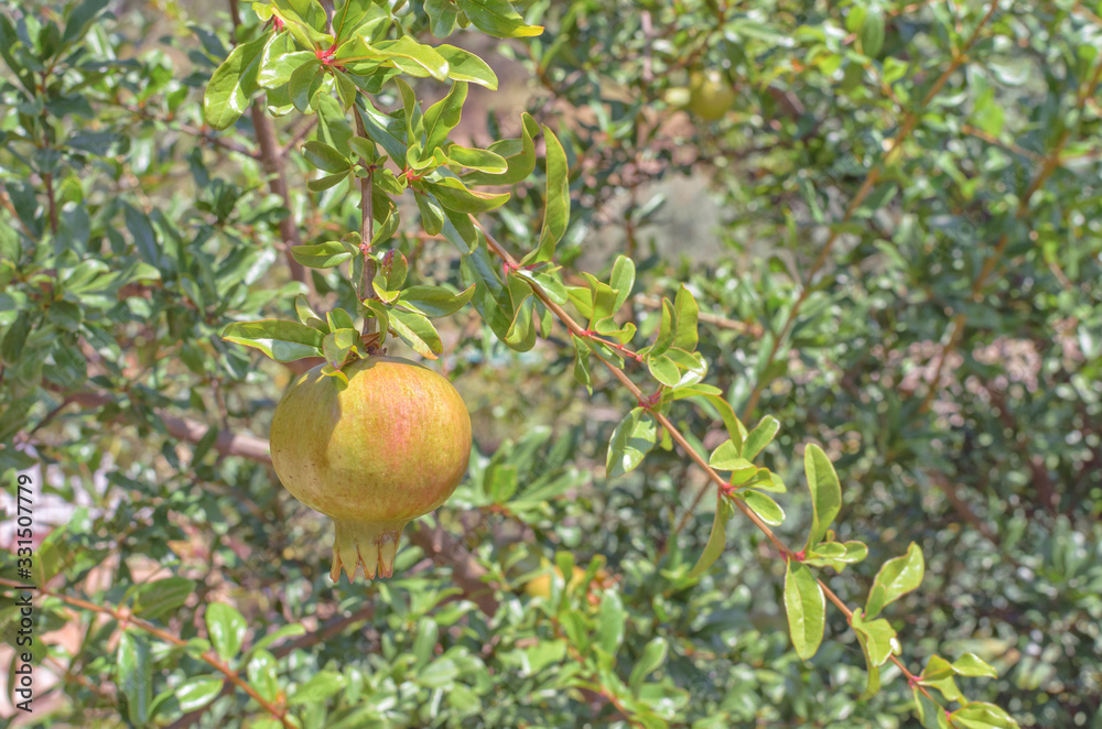 Pomegranate at the end of July. Healthy fruit with many antioxidants, in process of maduration. Summer season.