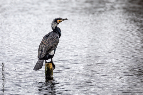 Close up of Cormoraant on post in middle of lake in Somerset, UK