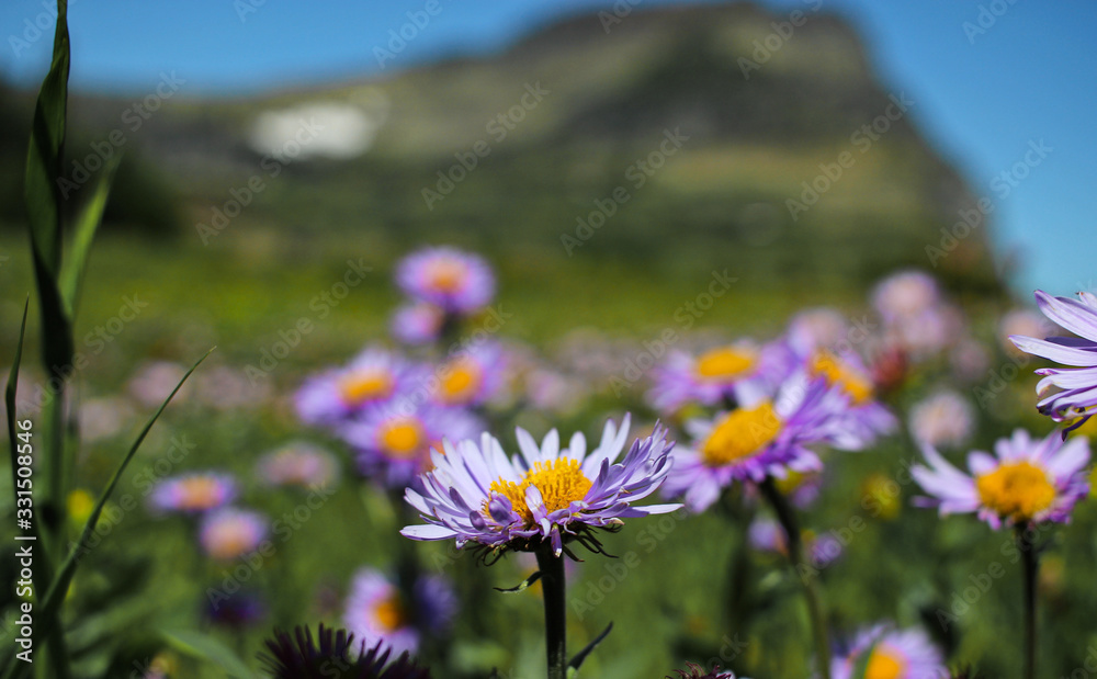 Obraz premium Mountain's Wild Flowers