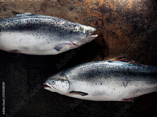 two Salmons facing each other on metal plate