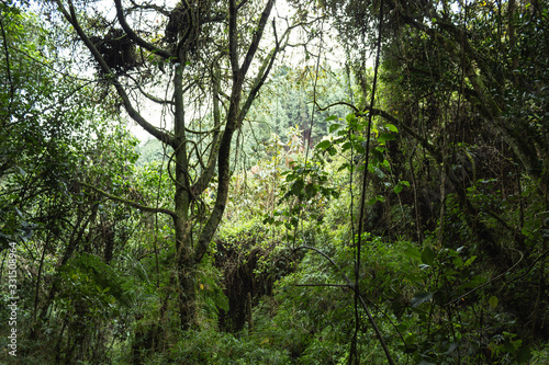 Green and old view of a endemic andean rainforest vegetation at sunny day