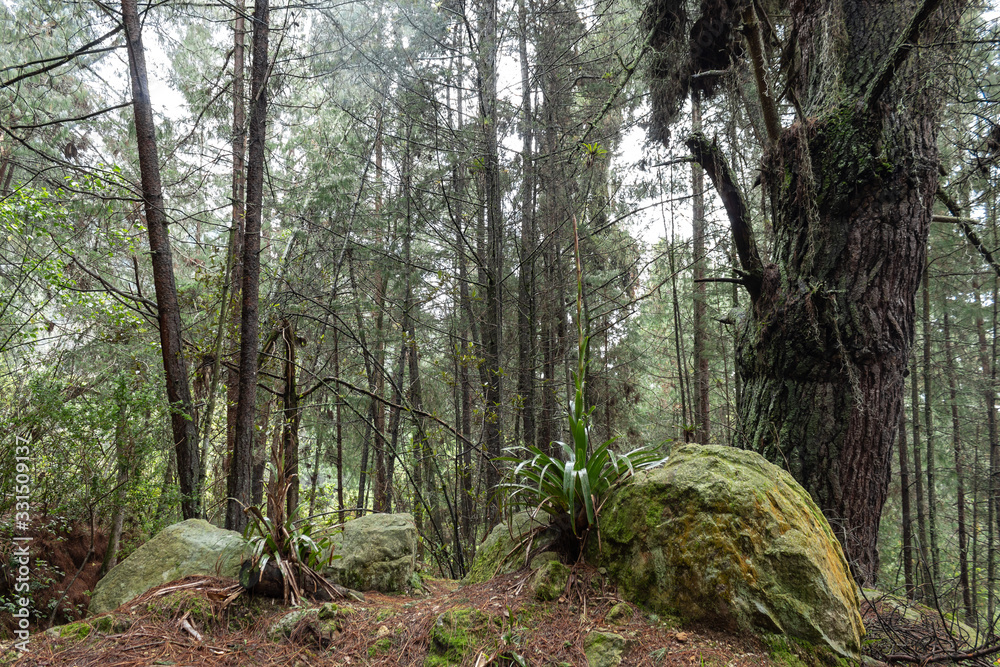 An Old mossy tree with mossy stone and endemic andean rainforest mountains vegetation. Dried brown pine needles at ground and sunny day. Ideal for hiking, trekking and adventure people An Old mossy tree with mossy stone and endemic andean rainforest mountains vegetation. Dried brown pine needles at ground and sunny day. Ideal for hiking, trekking and adventure people