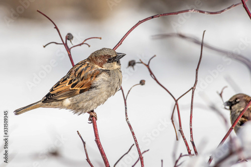 Fun gray and brown sparrow sits on a branch snow in the park in winter on a blurred gray background