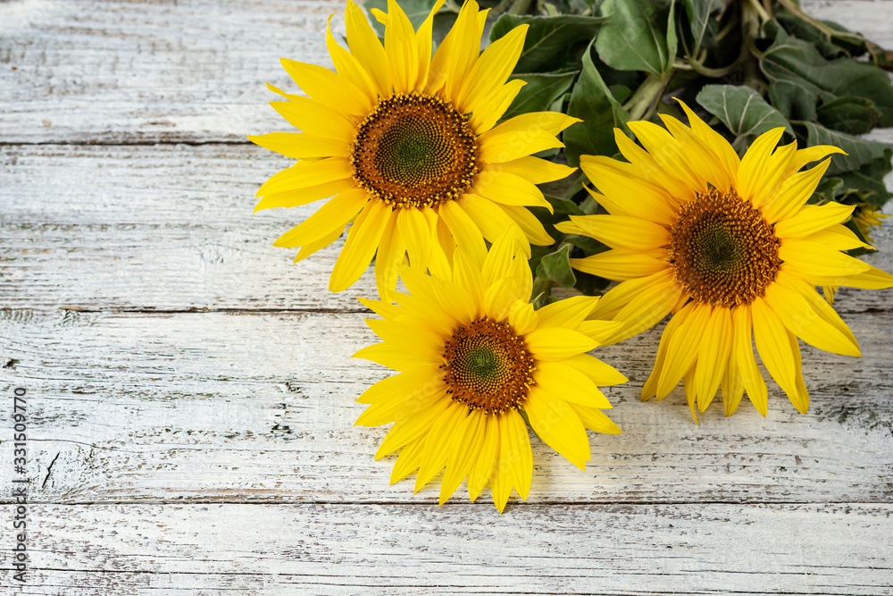 Obraz premium Autumn background with yellow sunflowers on white wooden board