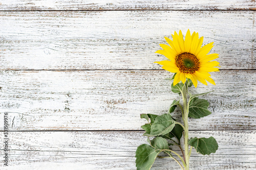 Fototapeta Naklejka Na Ścianę i Meble -  Single autumnal sunflower on white wooden table with copy space