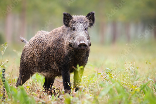 Alert wild boar, sus scrofa, looking into camera on green glade in summer. Attentive wild mammal with brown and back fur listening on meadow from side view. Animal in nature with copy space © WildMedia