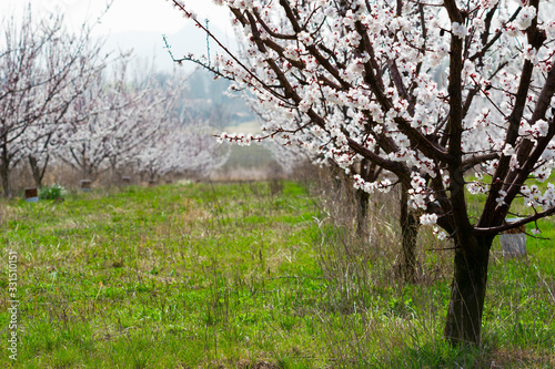 Almond orchard at march