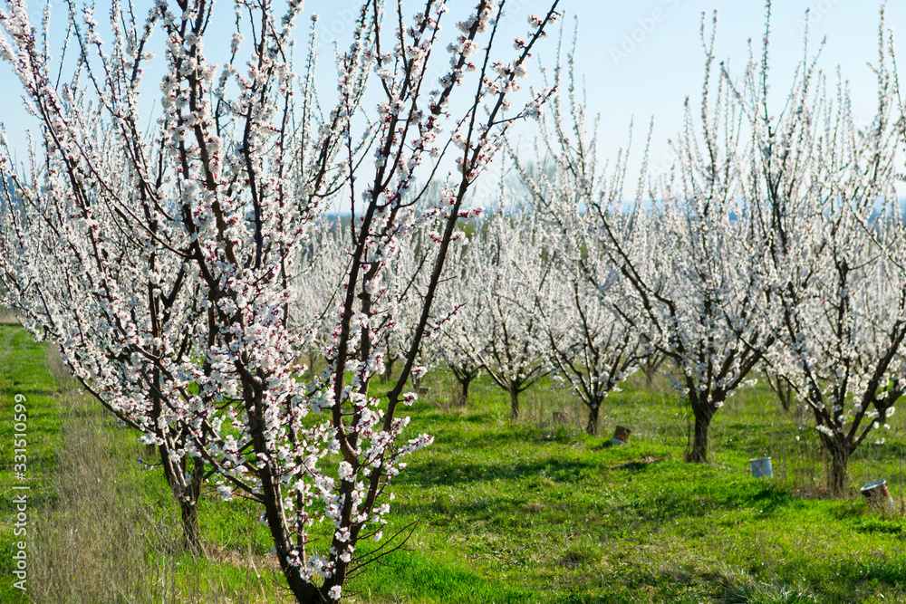 Almond trees at spring