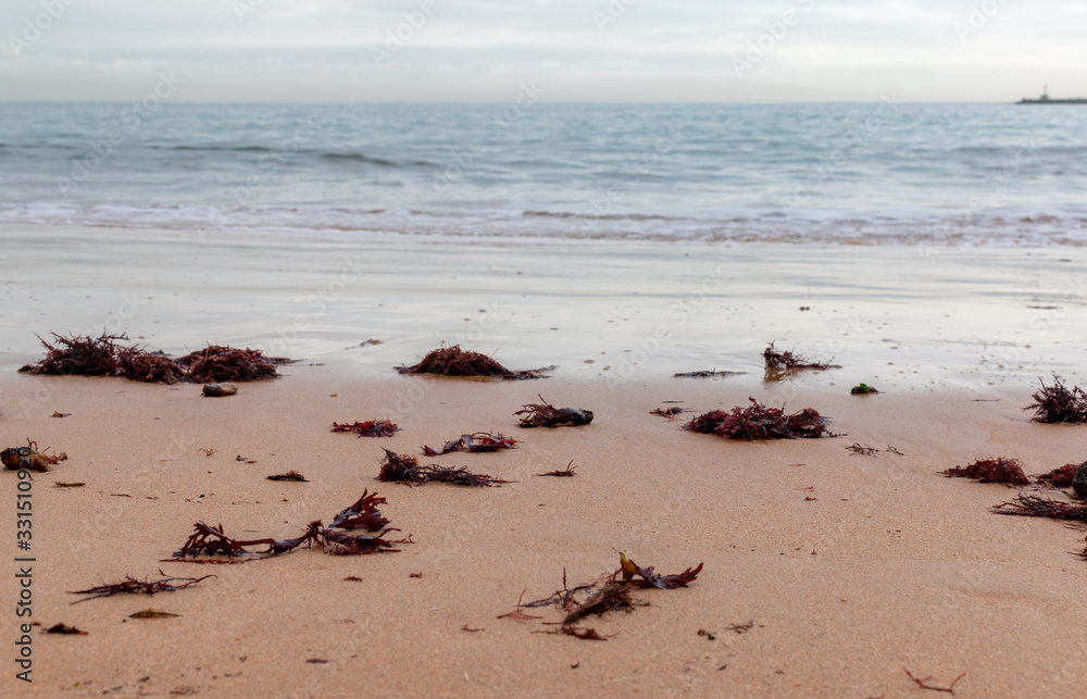 Obraz premium Red seasweed on sandy beach in Cascais, Portugal