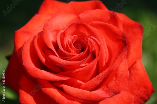 Red rose