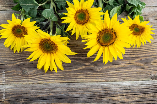 Autumn background with yellow sunflowers on old brown wooden board