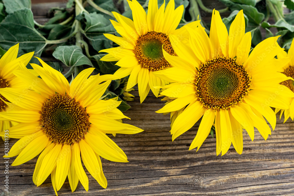 Fototapeta premium Autumn background with yellow sunflowers on old brown wooden board