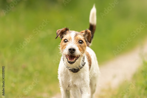Lovely Parson Russell Terrier dog stands in a green meadow in front of green background an is looking