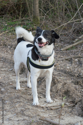 A white and black dog in the nature