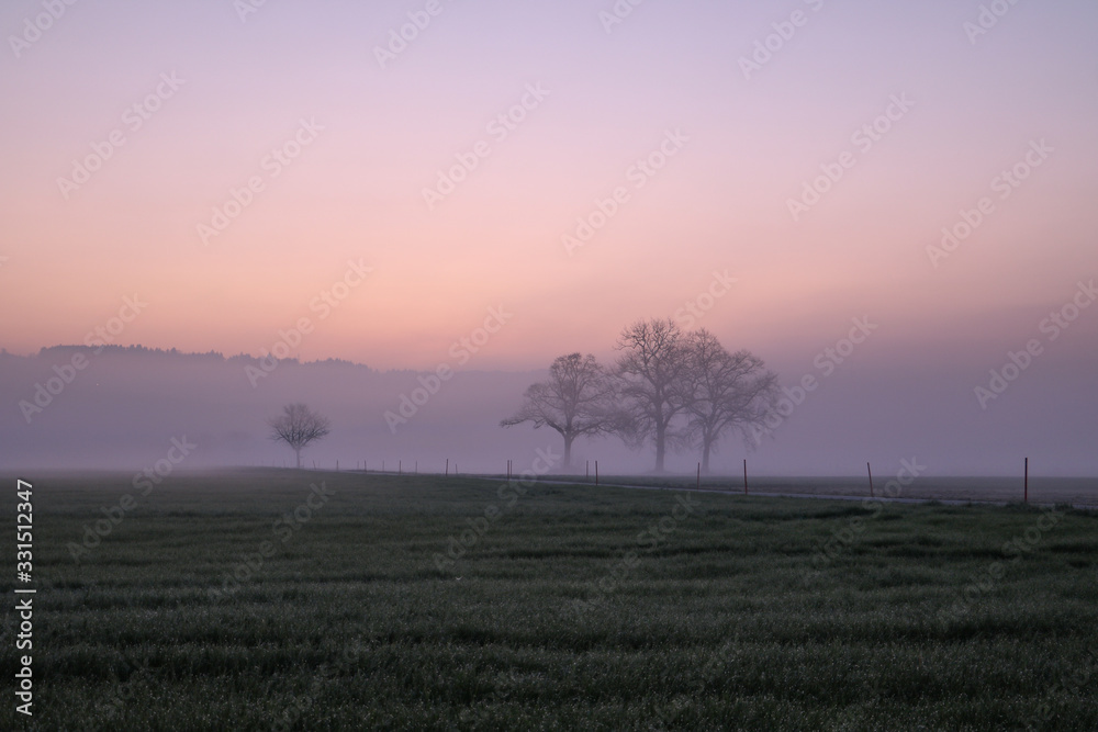 trees in the morning fog 