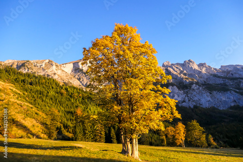 Golden hour in the region of Hochschwab  Austria. Golden leaves of trees shining bright in the first sun beams of the day. High mountain ranges in the back. Golden fall in Alps.