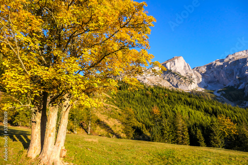 Fototapeta Naklejka Na Ścianę i Meble -  Golden hour in the region of Hochschwab, Austria. Golden leaves of trees shining bright in the first sun beams of the day. High mountain ranges in the back. Golden fall in Alps.