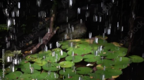 Slow motion video of rain drops falling on lotus leaves (water lily) in Xlakah cenote in Yucatan, Mexico photo