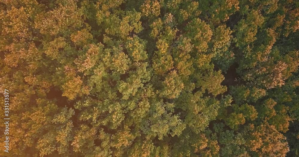 Epic forest top-view seen from drone and changing color from green to gold. Epic forest top-view seen from drone and changing color from green to gold.
