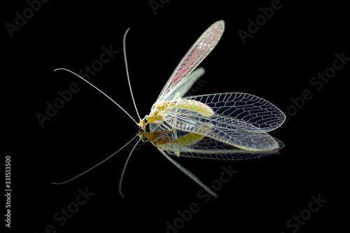 Flying insects on black background